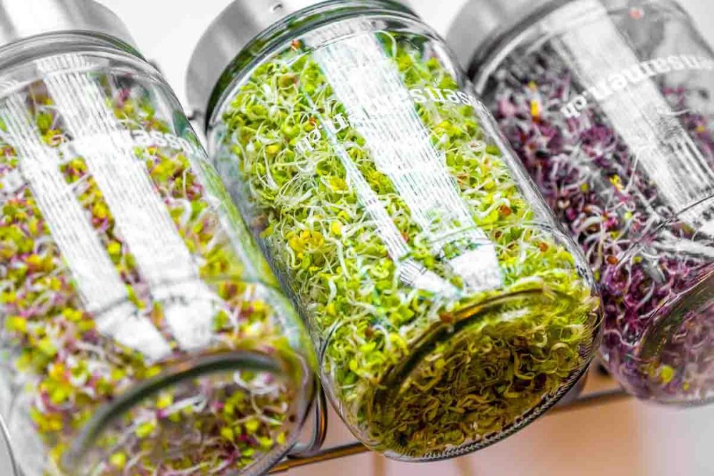 Frische Sprossen für deine gesunde Küche