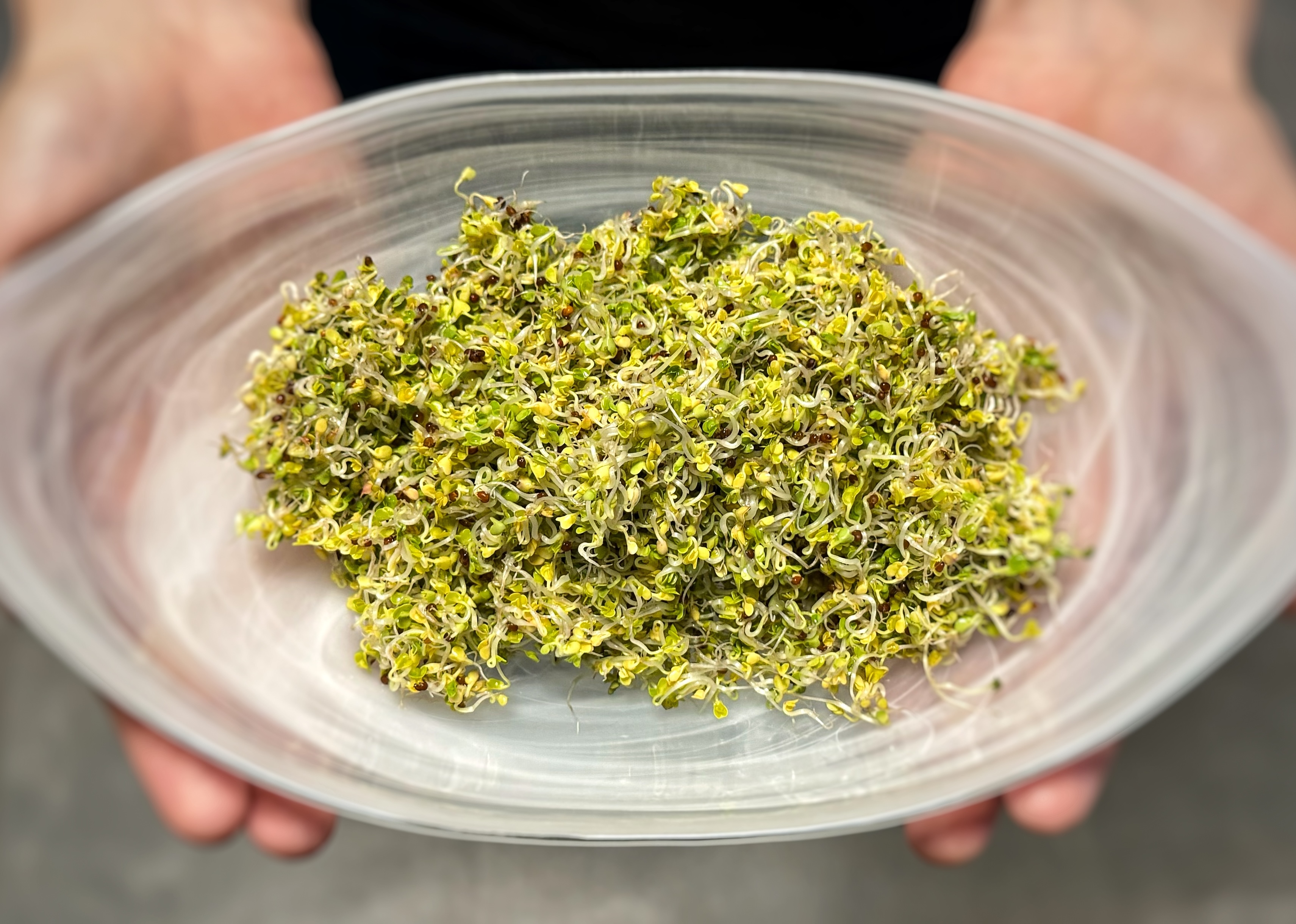 Brokkolisprossen: kleine Kraftpakete